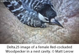 Female Red-cockaded Woodpecker in a nest cavity